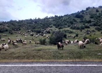 Muş’a gitmek için yola çıkan besiciler Diyarbakır’ın Kulp ilçesine vardı!