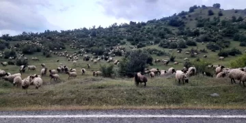 Muş’a gitmek için yola çıkan besiciler Diyarbakır’ın Kulp ilçesine vardı!