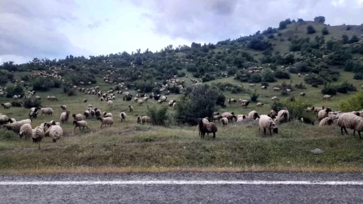 mus a gitmek icin yola cikan besiciler diyarbakir in kulp ilcesine vardi habermeydan