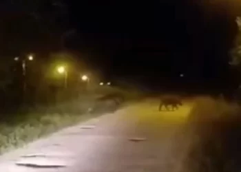 Sinop kent merkezine gece domuzlar indi!