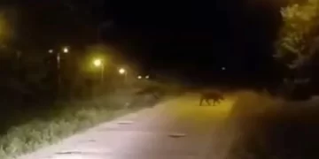 Sinop kent merkezine gece domuzlar indi!