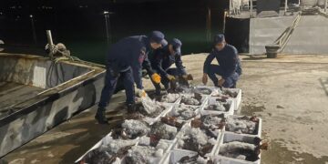 Sinop’ta, 880 adet kaçak kalkan balığı ele geçirildi!