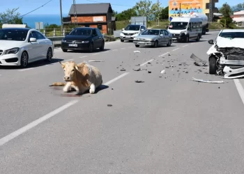 Sinop’ta bir otomobil büyükbaş hayvana çarptı!