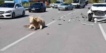 Sinop’ta bir otomobil büyükbaş hayvana çarptı!