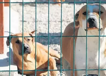 ‘Sokak hayvanları’ tasarısı bu hafta Meclis’e sunulacak