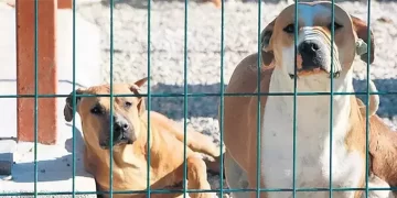 ‘Sokak hayvanları’ tasarısı bu hafta Meclis’e sunulacak