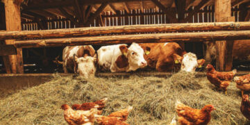 Mart ayında süt, tavuk ve yumurta üretimi arttı