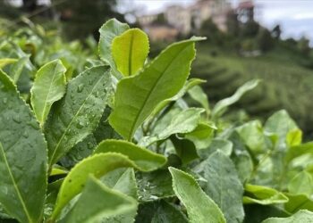 2024 yılında yaş çay sezonu başladı