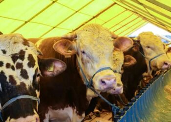 Bakanı Yumaklı’dan kurbanlık fiyatları hakkında açıklama