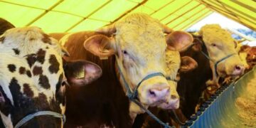 Bakanı Yumaklı’dan kurbanlık fiyatları hakkında açıklama