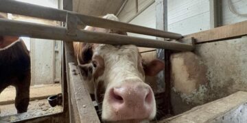 1 tonluk dana 200 bin liraya alıcı buldu