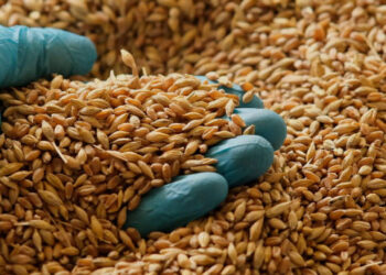 2024 Hububat alım fiyatları netleşti