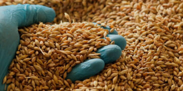 2024 Hububat alım fiyatları netleşti