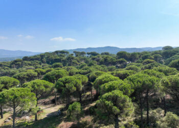 İzmir Valiliği tarafından girişi yasaklanan orman alanları açıklandı