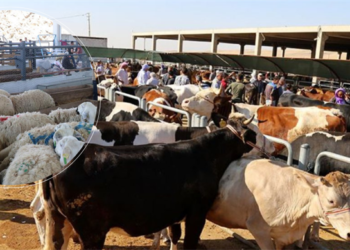 Kurban pazarlarında satılamayan kurbanlıklar ESK tarafından alınacak