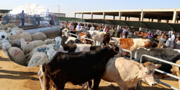 Kurban pazarlarında satılamayan kurbanlıklar ESK tarafından alınacak