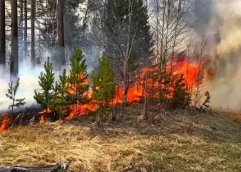 AKOM uyardı! Orman yangını riski yüksek