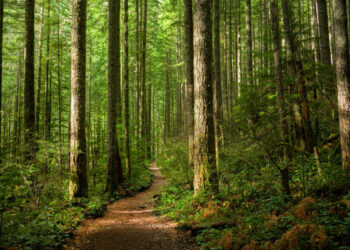 Valilik uyardı! Sıcaklık ve orman yangınlara dikkat