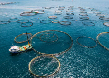 Su ürünleri üretimi yüzde 18,6 arttı