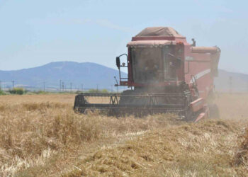 Arpa hasadının zamanı geldi!