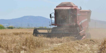 Arpa hasadının zamanı geldi!