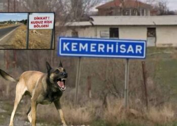 Valilikten açıkladı: Niğde’de kuduz karantinası!