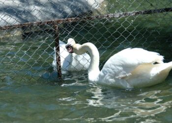Ankara’nın sembolü olan Kuğulu Park’ta tel örgülü önlem