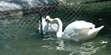 Ankara’nın sembolü olan Kuğulu Park’ta tel örgülü önlem