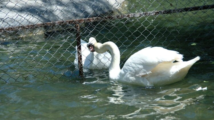 Ankara’nın sembolü olan Kuğulu Park’ta tel örgülü önlem kugulu park habermeydan 1