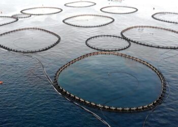 Kültür balıkçılığında üretim tarihi bir rekora imza attı