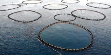 Kültür balıkçılığında üretim tarihi bir rekora imza attı