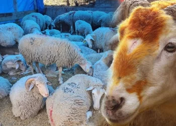 Bayram yaklaşırken kurban kesimi konusunda dikkat!