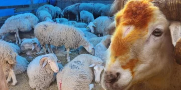 Bayram yaklaşırken kurban kesimi konusunda dikkat!