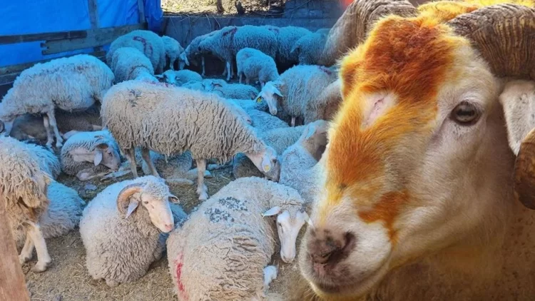 kurban habermeydan