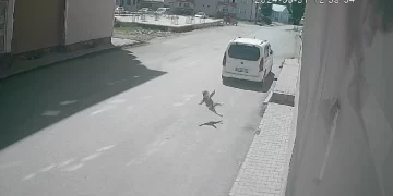 Muş’ta, 2 yaşındaki bebek 7. kattan düşerek hayatını kaybetti!