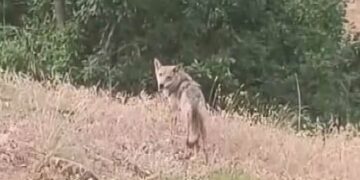Muş’ta, koyunlarını otlatan çoban kurt ile karşılaştı!