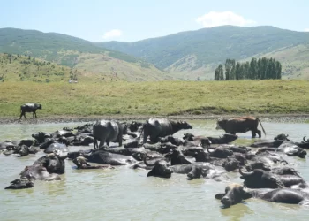 Muş’ta, sıcaktan bunalan mandalar suda serinledi!