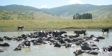 Muş’ta, sıcaktan bunalan mandalar suda serinledi!
