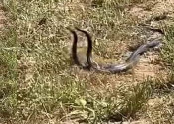 Muş’ta, yılan dansının her anı kaydedildi!