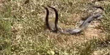 Muş’ta, yılan dansının her anı kaydedildi!