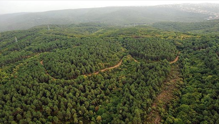 Ormanlara giriş 43 ilde yasaklandı ormanlara giris habermeydan