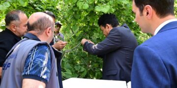 Sinop’ta, kahverengi kokarca ile mücadele için bin ‘samuray arı’ doğaya bırakıldı!