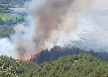 Sinop’ta korkutan orman yangını!
