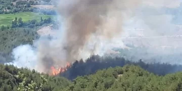 Sinop’ta korkutan orman yangını!