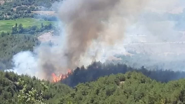 sinop ta korkutan orman yangini1 habermeydan