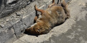 Sinop’ta, otomobilin çarptığı çakal telef oldu!