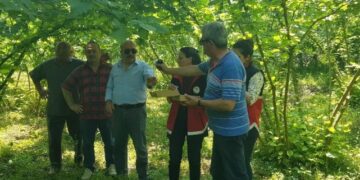 Sinop Türkeli’de, samuray arısı doğaya bırakıldı!