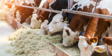 Bakan Yumaklı açıkladı! Hayvancılığa yeni destek modeli geliyor