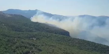 Muğla’da orman yangını