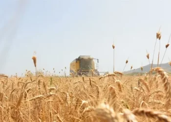 O ilde Hububat hasadı başladı